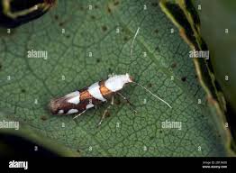 Attēlu rezultāti vaicājumam “Argyresthiidae”
