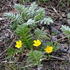 Image result for Potentilla anserina