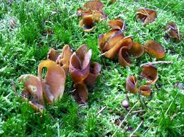 Attēlu rezultāti vaicājumam “Otidea leporina”