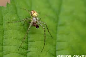 Attēlu rezultāti vaicājumam “Metellina segmentata”