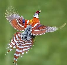 Attēlu rezultāti vaicājumam “Galliformes”
