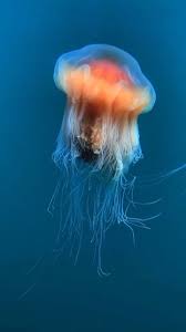 Image result for Cyanea capillata