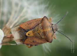 Attēlu rezultāti vaicājumam “Carpocoris purpureipennis”