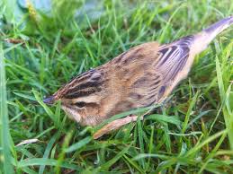 Attēlu rezultāti vaicājumam “Acrocephalus schoenobaenus”