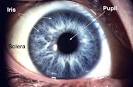 pupil&iris.jpg