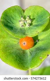Attēlu rezultāti vaicājumam “Lonicera caprifolium fruit”