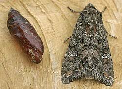 Attēlu rezultāti vaicājumam “Mamestra brassicae exuvia”