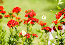 Attēlu rezultāti vaicājumam “Silene chalcedonica fruit”