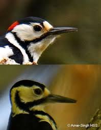 Attēlu rezultāti vaicājumam “Dendrocopos leucotos female”