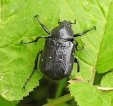 Attēlu rezultāti vaicājumam “Hoplia parvula imago”