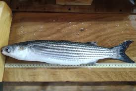 Image result for Liza aurata