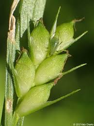 Attēlu rezultāti vaicājumam “Carex loliacea fruit”