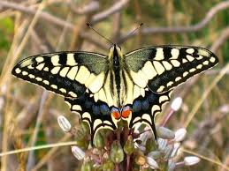 Attēlu rezultāti vaicājumam “Papilio machaon”