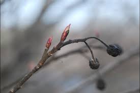 Attēlu rezultāti vaicājumam “Aronia melanocarpa bud”