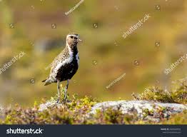 Attēlu rezultāti vaicājumam “Pluvialis apricaria adult”