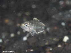 Image result for Diplodus cadenati