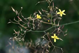 Attēlu rezultāti vaicājumam “Mycelis muralis”