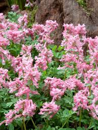 Attēlu rezultāti vaicājumam “Corydalis solida flower”