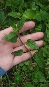 Attēlu rezultāti vaicājumam “Prunella vulgaris leaf”