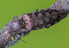 Attēlu rezultāti vaicājumam “Actenicerus sjaelandicus”