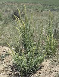 Image result for Reseda luteola