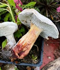 Attēlu rezultāti vaicājumam “Hemitrichia chrysospora”