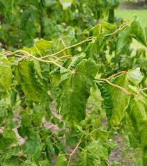 Attēlu rezultāti vaicājumam “Tilia platyphyllos Laciniata”