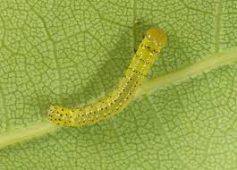 Attēlu rezultāti vaicājumam “Peridea anceps”