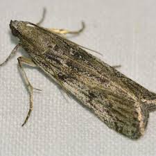 Attēlu rezultāti vaicājumam “Zophodia grossulariella”