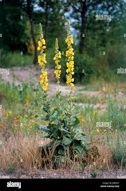 Image result for Verbascum phlomoides