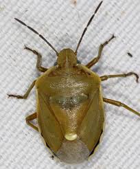 Attēlu rezultāti vaicājumam “Chlorochroa juniperina”