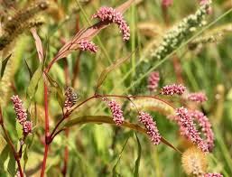 Attēlu rezultāti vaicājumam “Persicaria maculosa”