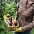 Tips for Gardening - Garden Vegetable Tips - How to Vegetable ...