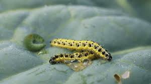 Attēlu rezultāti vaicājumam “Abraxas sylvata larva”