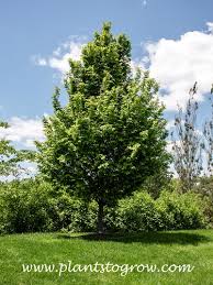 Attēlu rezultāti vaicājumam “Carpinus betulus”