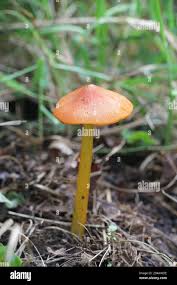 Attēlu rezultāti vaicājumam “Hygrocybe acutoconica”