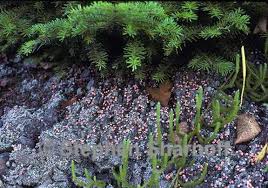 Attēlu rezultāti vaicājumam “Dibaeis baeomyces”