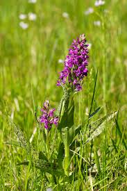 Attēlu rezultāti vaicājumam “Dactylorhiza majalis subsp. baltica flower”