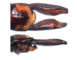 Attēlu rezultāti vaicājumam “Anax parthenope”