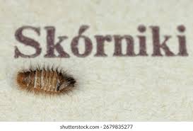 Attēlu rezultāti vaicājumam “Anthrenus sp. larva”