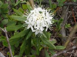 Attēlu rezultāti vaicājumam “Ledum palustre flower”
