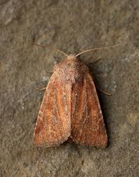 Attēlu rezultāti vaicājumam “Chortodes fluxa”