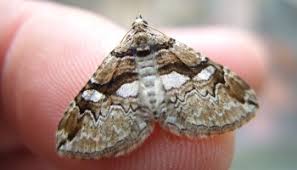 Attēlu rezultāti vaicājumam “Pareulype berberata”