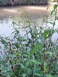 Attēlu rezultāti vaicājumam “Persicaria hydropiper”