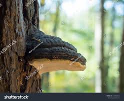 Attēlu rezultāti vaicājumam “Phellinus alni”