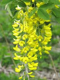 Attēlu rezultāti vaicājumam “Laburnum anagyroides flower”