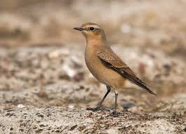 Attēlu rezultāti vaicājumam “Oenanthe oenanthe female”