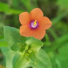 Image result for Anagallis arvensis