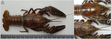 Attēlu rezultāti vaicājumam “Astacus leptodactylus”