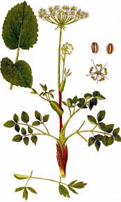 Attēlu rezultāti vaicājumam “Laserpitium latifolium bud”